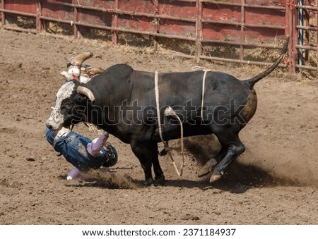 A cowboy is being thrown off the front of the black bucking bull. The metal shoo and red railing is behind the bull. The bull is kicking up lots of dust. The cowboy is wearing green and a black helmet