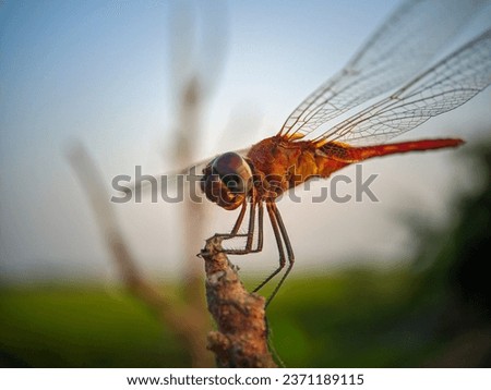 Red Dragonfly , Greater Crimson Glider,Urothemis signata