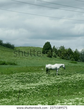 a white horse stands in a field and contrasts against the bright green grass and trees on a cloudy day in the country