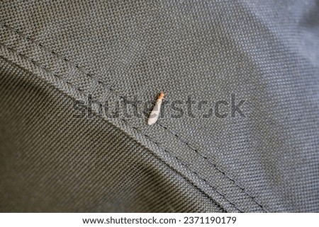 A winged termite on top of a patio furniture cover at a home's patio.