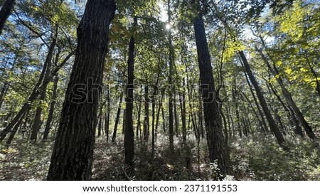 Pine forest of Southern New Jersey Pine barrens, New Jersey, USA Royalty-Free Stock Photo #2371191553