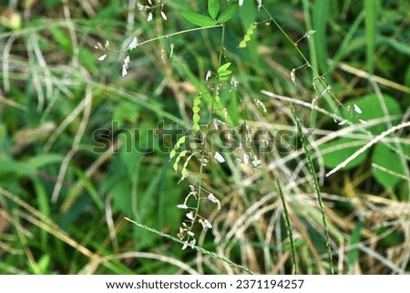 Panicled tick trefoil ( Desmodium paniculatum ) legumes. Fabaceae perennial plants. This legume is prickly seeds. Royalty-Free Stock Photo #2371194257
