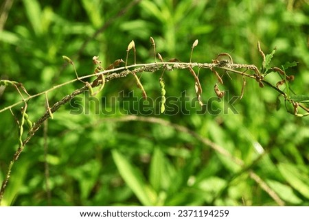 Panicled tick trefoil ( Desmodium paniculatum ) legumes. Fabaceae perennial plants. This legume is prickly seeds. Royalty-Free Stock Photo #2371194259
