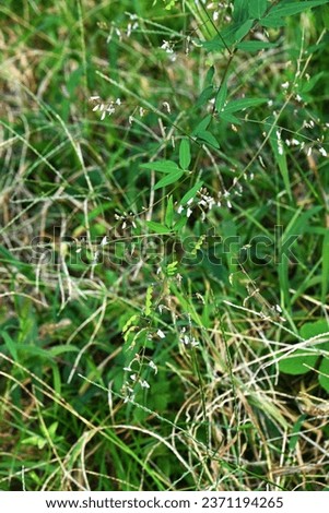 Panicled tick trefoil ( Desmodium paniculatum ) legumes. Fabaceae perennial plants. This legume is prickly seeds. Royalty-Free Stock Photo #2371194265