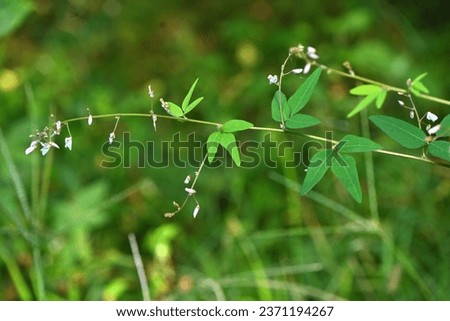 Panicled tick trefoil ( Desmodium paniculatum ) legumes. Fabaceae perennial plants. This legume is prickly seeds. Royalty-Free Stock Photo #2371194267