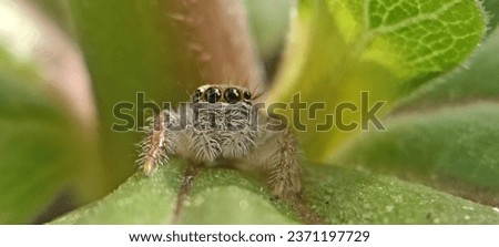 Small spiders perched on flower leaves in morning shot with macro and landscape mode. 