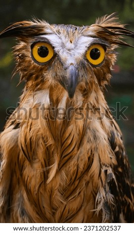 The buffy fish owl, also known as the Malay fish owl, is a species of owl in the family Strigidae. The four fish owls were previously generally separated in the genus Ketupa.