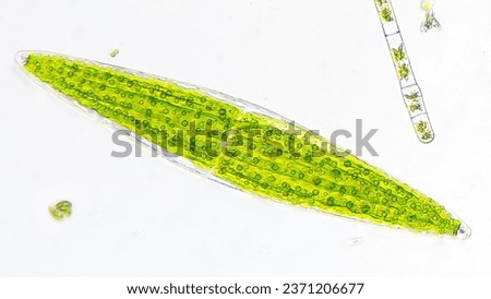 Freshwater phytoplankton under microscope. The species is probably closterium lunula. live cell. 100x microscpe magnification + camera zoom. Stacked photo Royalty-Free Stock Photo #2371206677