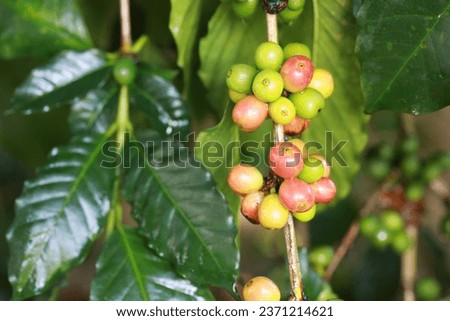 organic arabica coffee beans agriculturist  in farm.harvesting Robusta and arabica  coffee berries by agriculturist hands,Worker Harvest arabica coffee berries on its branch, harvest concept.