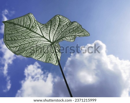 Natural green leaf pictures,the appearance of the caladium snow plant seen from below,Large exotic 'Caladium Aaron' houseplant with large white and green leaves in blue sky as background
