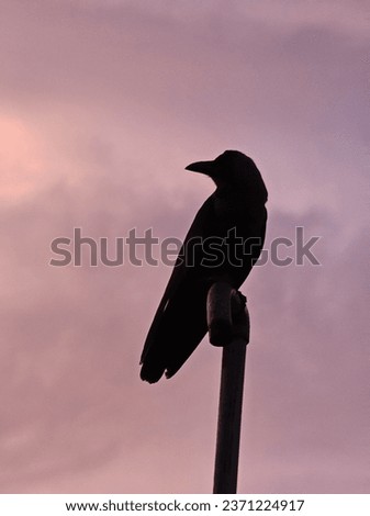 bird wallpaper sitting on a rod