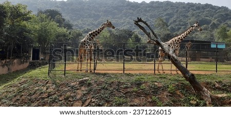 Giraffes at Indira Gandhi Zoological Park Visakhapatnam Andhra Pradesh Royalty-Free Stock Photo #2371226015