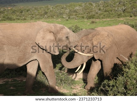 elephants having a play together 