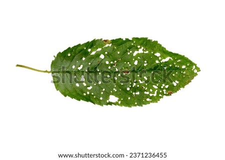 Plant disease. Holey leaf spot. Leaf of a diseased plant on a white background. Royalty-Free Stock Photo #2371236455