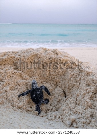 newly born baby turtle trapped and trying to escape into the sea for the first time. Lakshadweep, agatti.