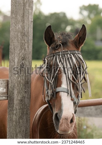 horse wearing long strand fly mask burrs in forelock beside fence post looking at camera vertical equine image horse portait with large white blaze room for masthead horse that needs grooming  Royalty-Free Stock Photo #2371248465