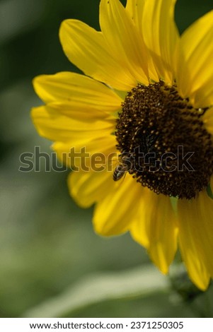 bee collecting pollen on yellow flower in summer time in garden yellow petals of flower wings on bee visible gardening nature backdrop or background pollinator bee vertical floral image room for type 