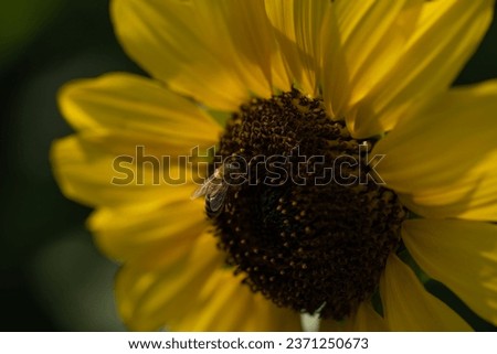 bee collecting pollen on yellow flower in summer time in garden yellow petals of flower wings on bee gardening nature backdrop or background pollinator bee horizontal floral image with small bee 