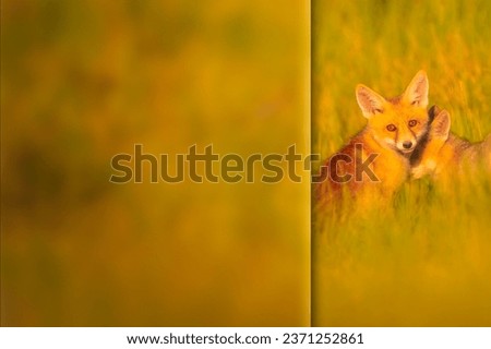 Fox. Photo with a frosted glass effect applied to one side. Presentation, card, poster etc. ready-to-use image.