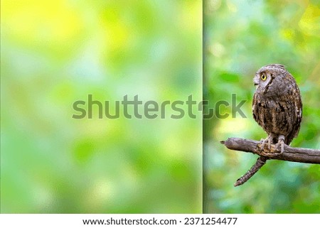 Scops owl. Green nature background. Photo with a frosted glass effect applied to one side. Presentation, card, poster etc. ready-to-use image. 