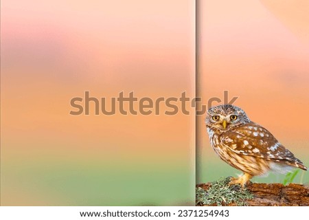 Little Owl. Photo with a frosted glass effect applied to one side. Presentation, card, poster etc. ready-to-use image.