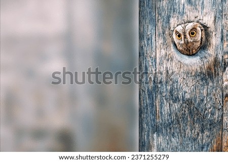Owl. Photo with a frosted glass effect applied to one side. Presentation, card, poster etc. ready-to-use image.