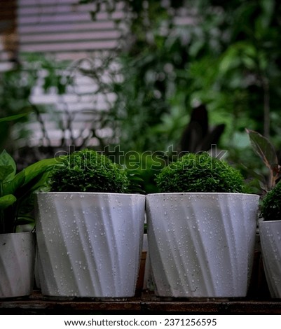 Indoor Gardening - Beautiful Flower In White Pot | High Resolution Stock Photo.