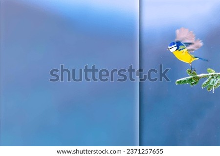 Winter and bird. Blue Tit. Blue nature background. Photo with a frosted glass effect applied to one side. Presentation, card, poster etc. ready-to-use image. 