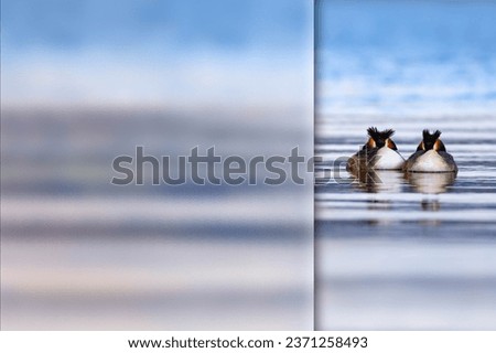 Sleeping beauties. Photo with a frosted glass effect applied to one side. Presentation, card, poster etc. ready-to-use image. Great Crested Grebe. 