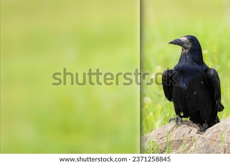 Crow. Green nature background. Photo with a frosted glass effect applied to one side. Presentation, card, poster etc. ready-to-use image.