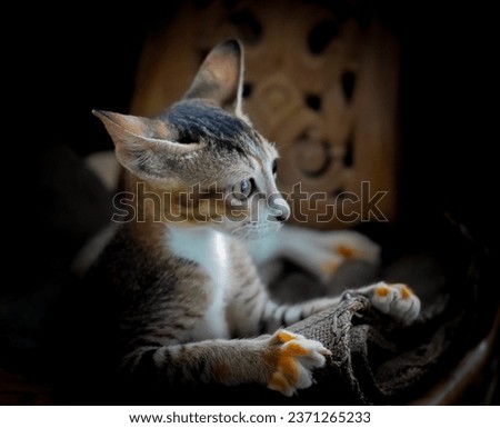 Beautiful Kittens | Gray-Orange Kittens In Black Background | High Resolution Stock Photo.