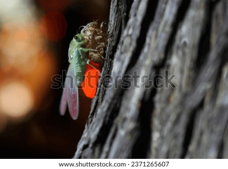 cicada image of a cicada pupa changing into a cicada