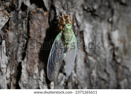 cicada image of a cicada pupa changing into a cicada