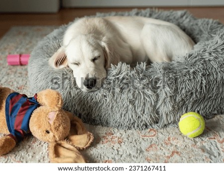 A puppy of a golden retriever is resting in a dog bed. Home pet. Royalty-Free Stock Photo #2371267411
