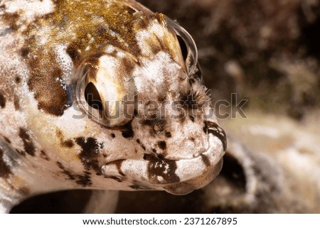 Close-up fish Lipophrys trigloides. Species of combtooth Mediterranean blenny fish - Lipophrys trigloides. Lipophrys trigloides is a species of combtooth blenny. Canakkale Türkiye

