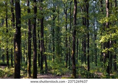 Forest view at sunset from inside the forest. Carbon neutrality concept background photo. 