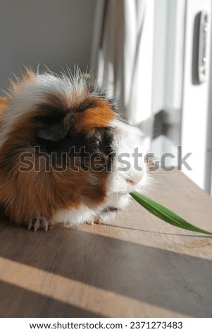 Pet guinea pigs close up