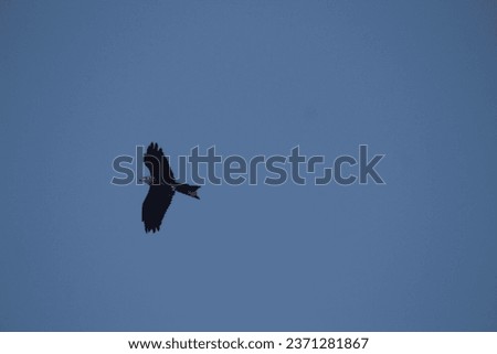 the eagle fly on the blue sky 