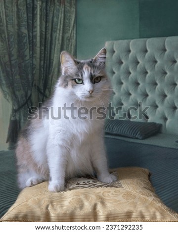 Cute cat on a pillow in the bedroom