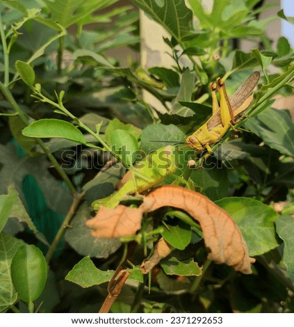 Two grasshoppers are looking for food on the branches of an orange tree
