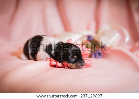 Toy fox terrier puppy, studio portrait small dog on a color background