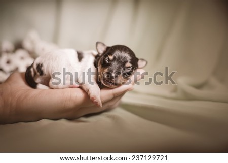 Toy fox terrier puppy, studio portrait small dog on a color background