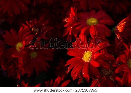 Red chrysanthemums autumn garden. Bright sunlight through the flower petals. Beautiful abstract background of red petals in selective focus. The natural layout of the postcard. Floral background.