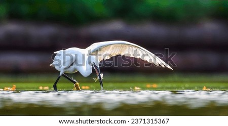 Egretta garzetta it fishes in shallow water and uses its wings to catch fish, the best photo.