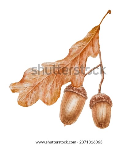 Oak acorn and leaf. Watercolor hand drawn botanical illustration. Good luck symbol for card, decor, invitation for Thanksgiving, autumn holiday, Halloween, prints, textile, lables, eco goods products