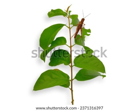 A brown grasshopper is sitting on a Leafy Branch