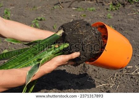 Repotting a Snake Plant. Woman remove the snake plant from its pot