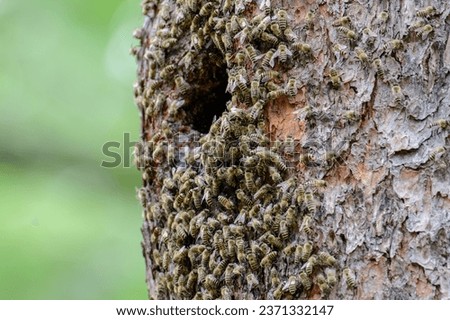 Wild bug's picture of Korea : Honey bee