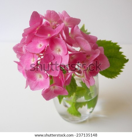 Pink hydrangea flower in a glass vase. Romantic floral decoration with hortensia.