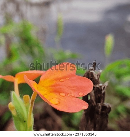 "Vibrant Aro Crossandra Flower Plant from Srikakulam, India. This stunning native plant showcases its radiant orange and yellow blooms, capturing the essence of Indian flora.  Royalty-Free Stock Photo #2371353145